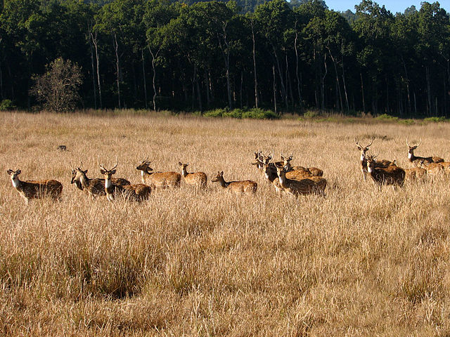 jim-corbett-national-park-honeymoon destination in India