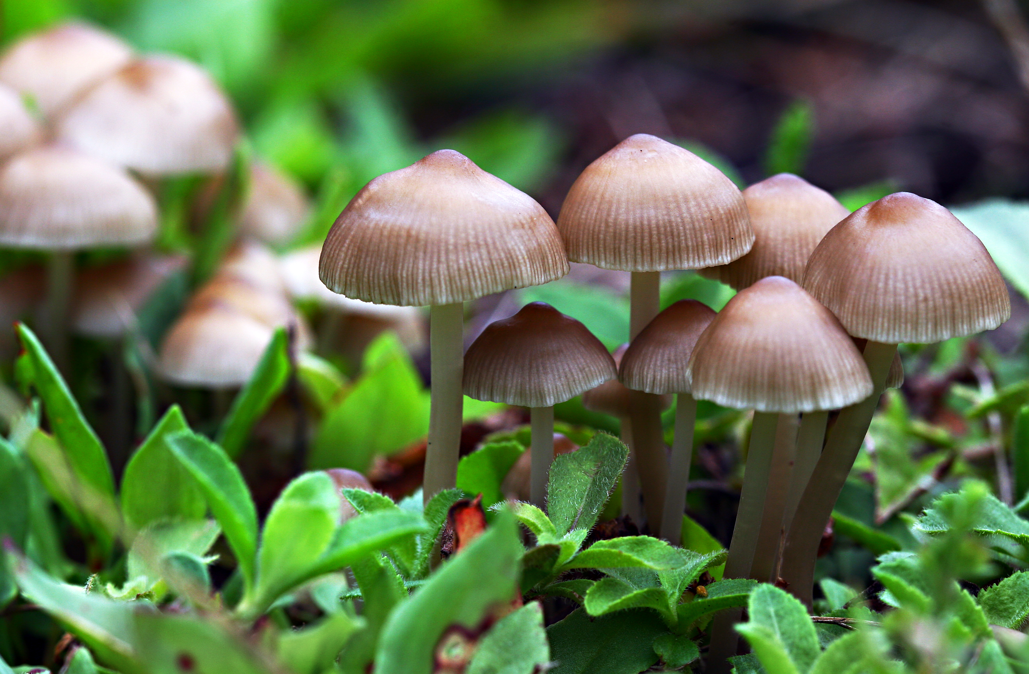 groom the mushroom