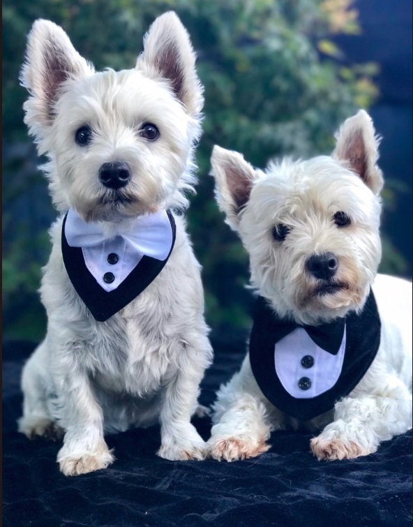 dogs in tuxedoes, cute dogs at wedding, dogs in bowtie