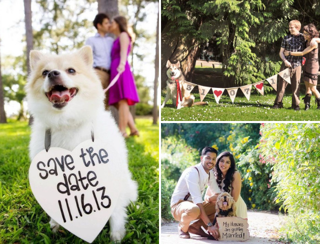 Save The Date Photoshoot With Your Pets, Include your pets in your wedding, 