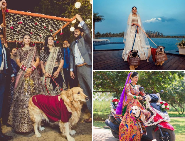 Bridal Entry with your pets, Baarat entry with pets