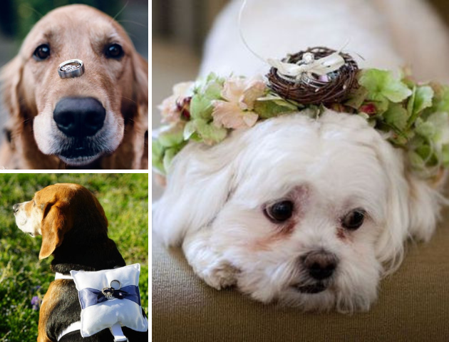 Make your pets ring bearers