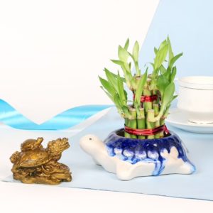 Lucky Bamboo Plant In Designer Turtle