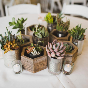 Succulent For Autumn Wedding Centerpieces