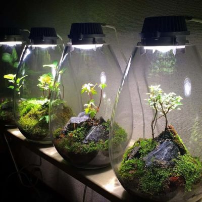 Wedding centerpieces - terrariums